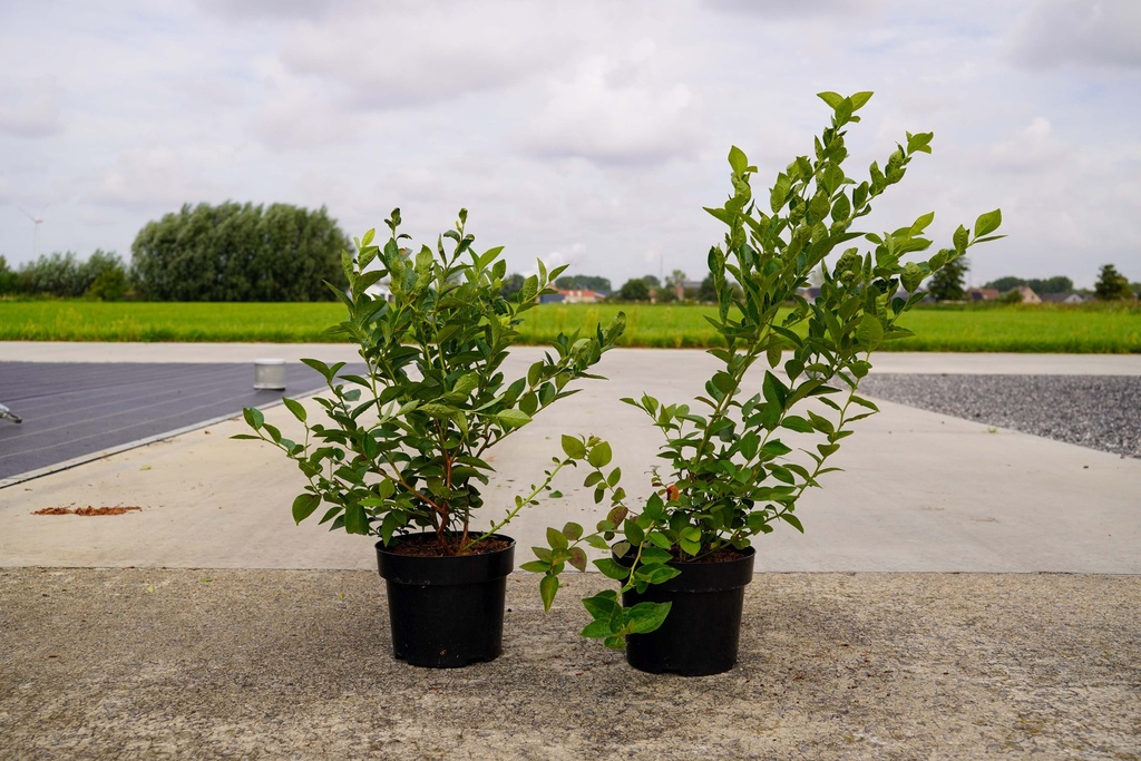 [P] Vaccinium corymbosum 'Patriot' cont. 3L 30-40 cm +ф