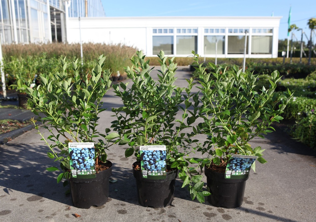 [P] Vaccinium corymbosum 'Patriot' cont. 3L 30-40 cm +p