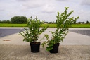 Vaccinium corymbosum 'Patriot' Kont. 3L 30-40 cm +B