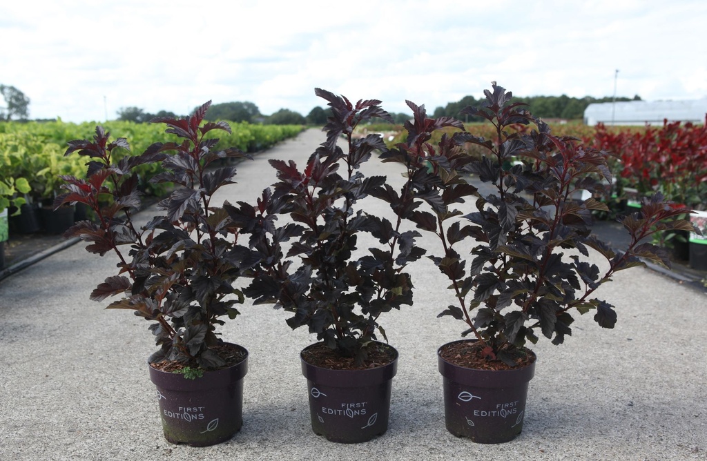 Physocarpus opulifolius First Editions® 'Fireside' cont. 3,6L deco 40-50 cm +B