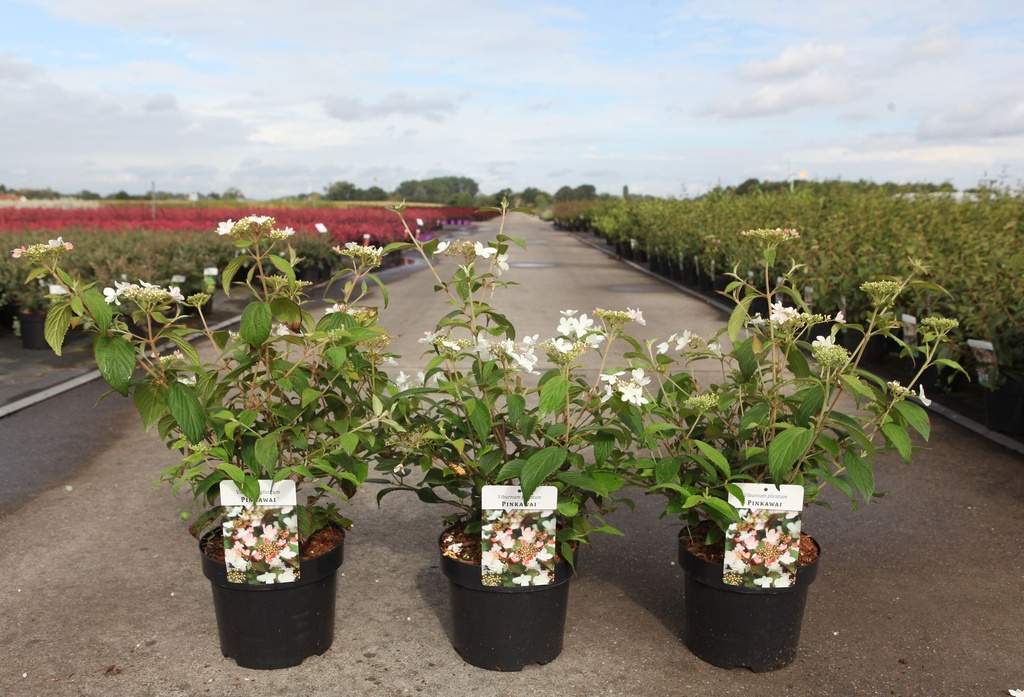 Viburnum plicatum PINKAWAI (PBR) cont. 3,6L 40/+ cm +p