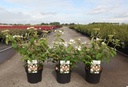Viburnum plicatum PINKAWAI (PBR) cont. 3,6L 40/+ cm +f