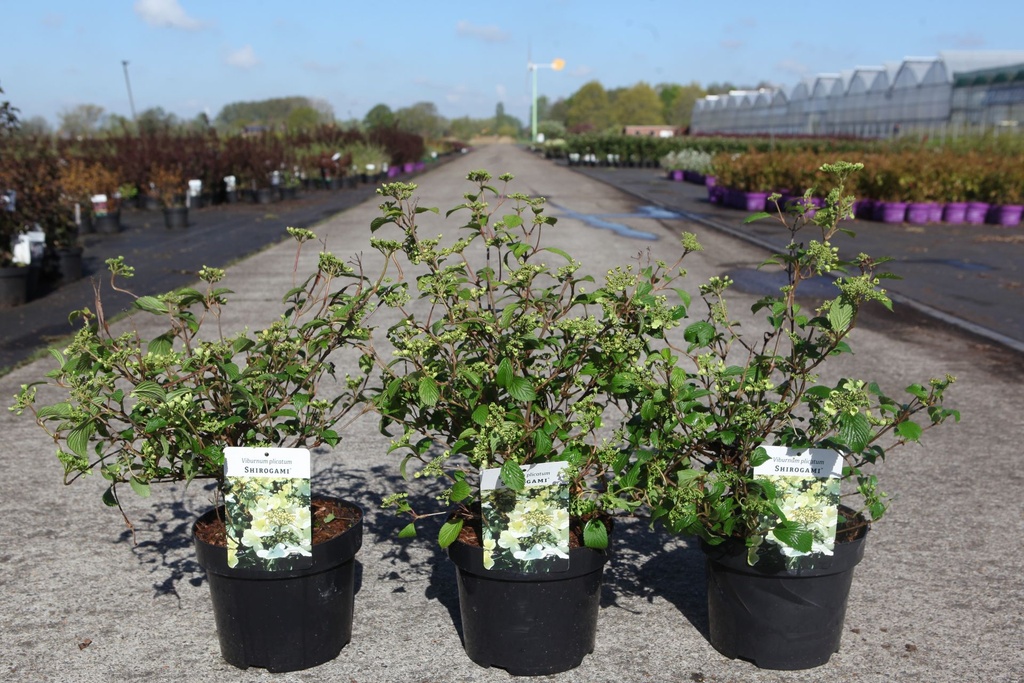 Viburnum plicatum SHIROGAMI (PBR) cont. 3,6L 40/+ cm +ф