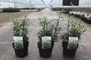 Sarcococca hookeriana PURPLE GEM (PBR) cont. 3L 25/+ cm +p