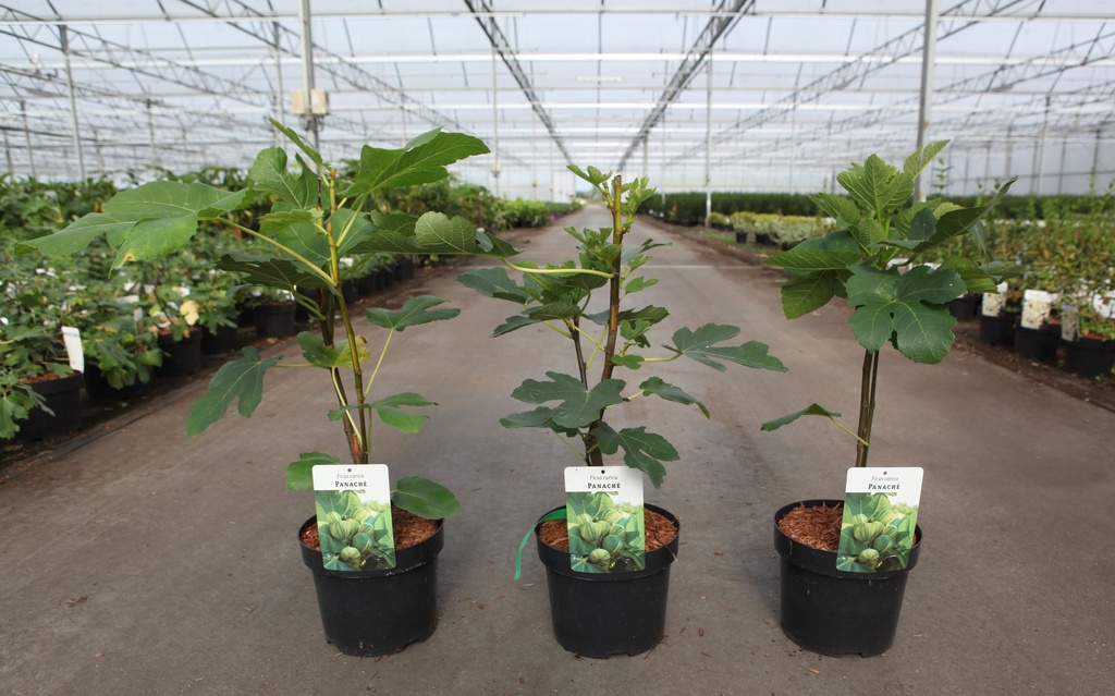 Ficus carica 'Panaché' cont. 3,6L 40-50 cm +ф