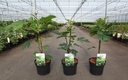 Ficus carica 'Panaché' cont. 3,6L 40-50 cm +p