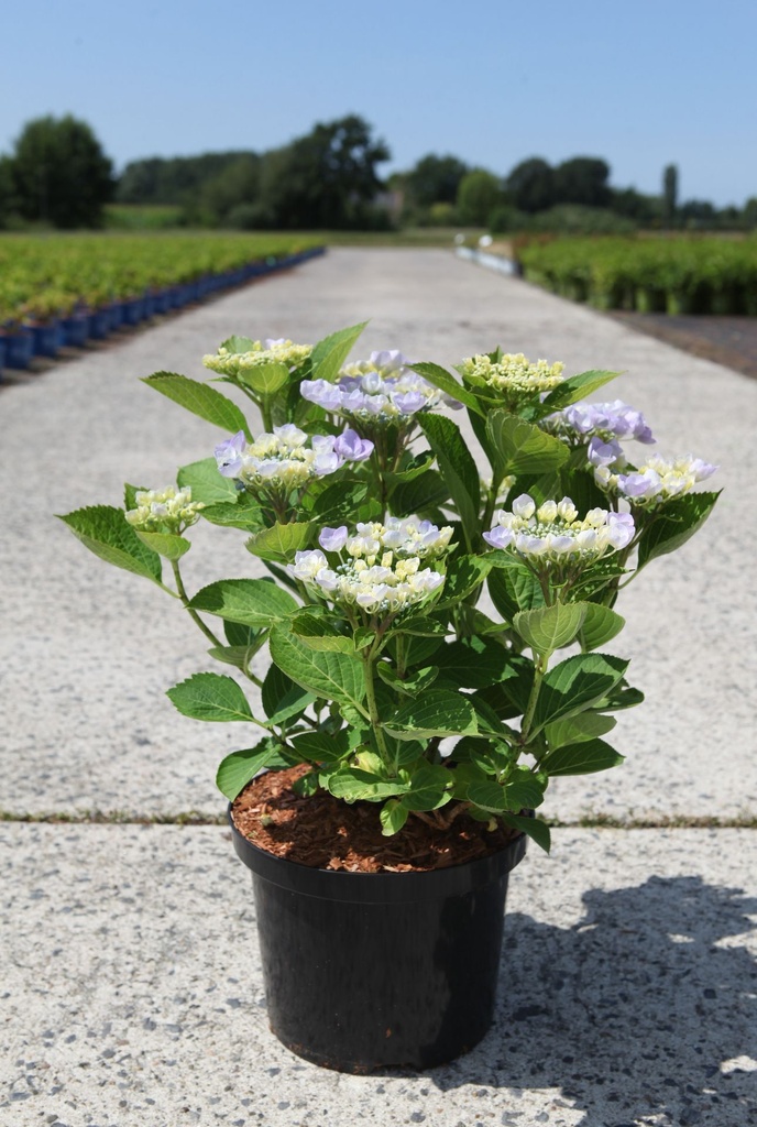 Hydrangea macrophylla 'Nanping (Teller Blue)' cont. 5L 30/+ cm +p