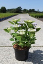 Hydrangea macrophylla 'Nanping (Teller Blue)' cont. 5L 30/+ cm +p