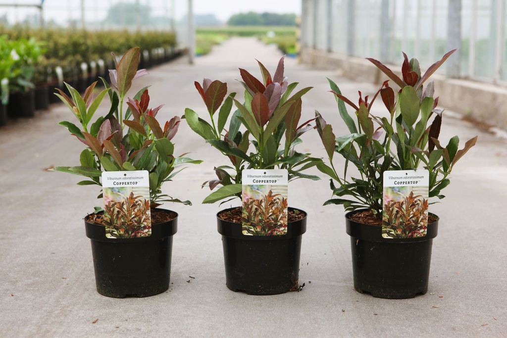 [P] Viburnum odoratissimum COPPERTOP (PBR) cont. 3,6L 30-40 cm +p
