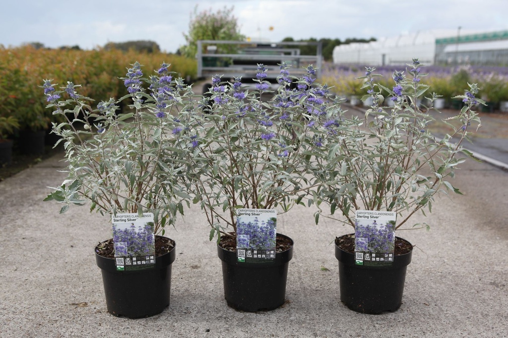 Caryopteris clandonensis STERLING SILVER (PBR) cont. 3,6L 30-40 cm +ф