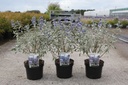 Caryopteris clandonensis STERLING SILVER (PBR) cont. 3,6L 30-40 cm +ф