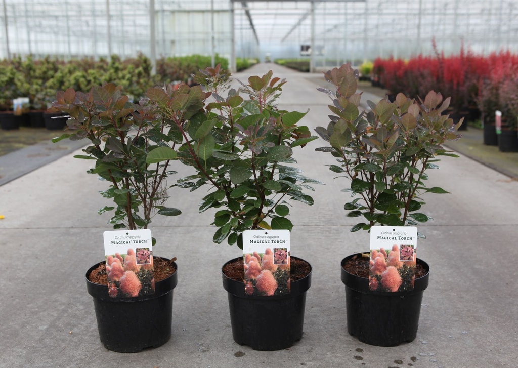 [P] Cotinus coggygria Magical® TORCH (PBR) cont. 3,6L 40/+ cm +B