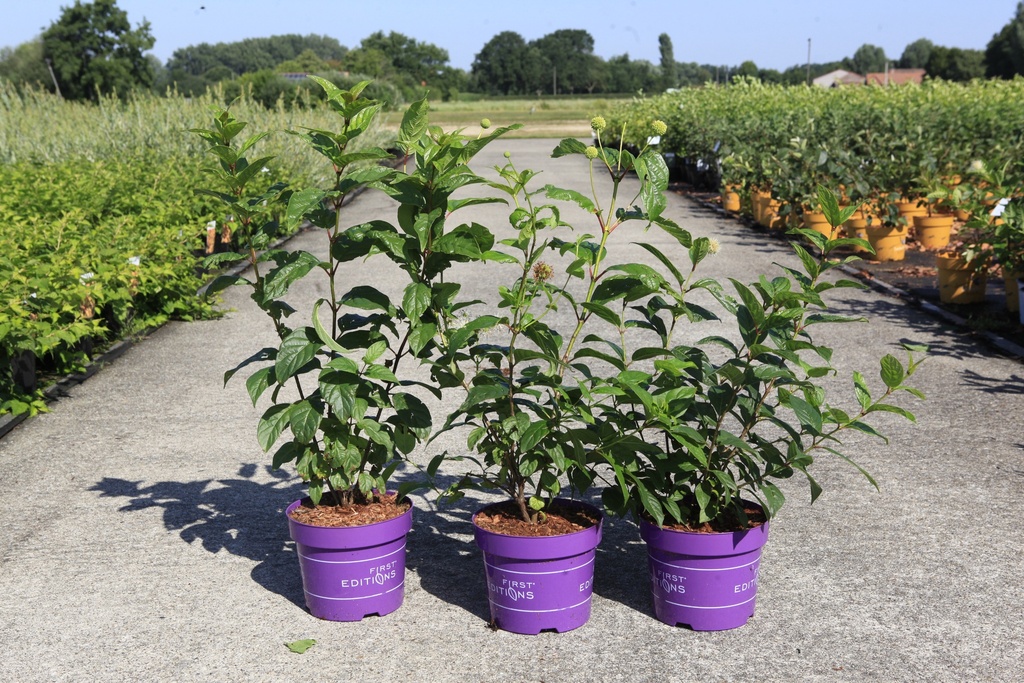 [P] Cephalanthus occidentalis First Editions® 'Fiber Optics®' cont. 3,6L deco 30-40 cm +p