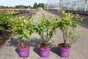Cephalanthus occidentalis First Editions® 'Fiber Optics®' cont. 3,6L deco 30-40 cm +p