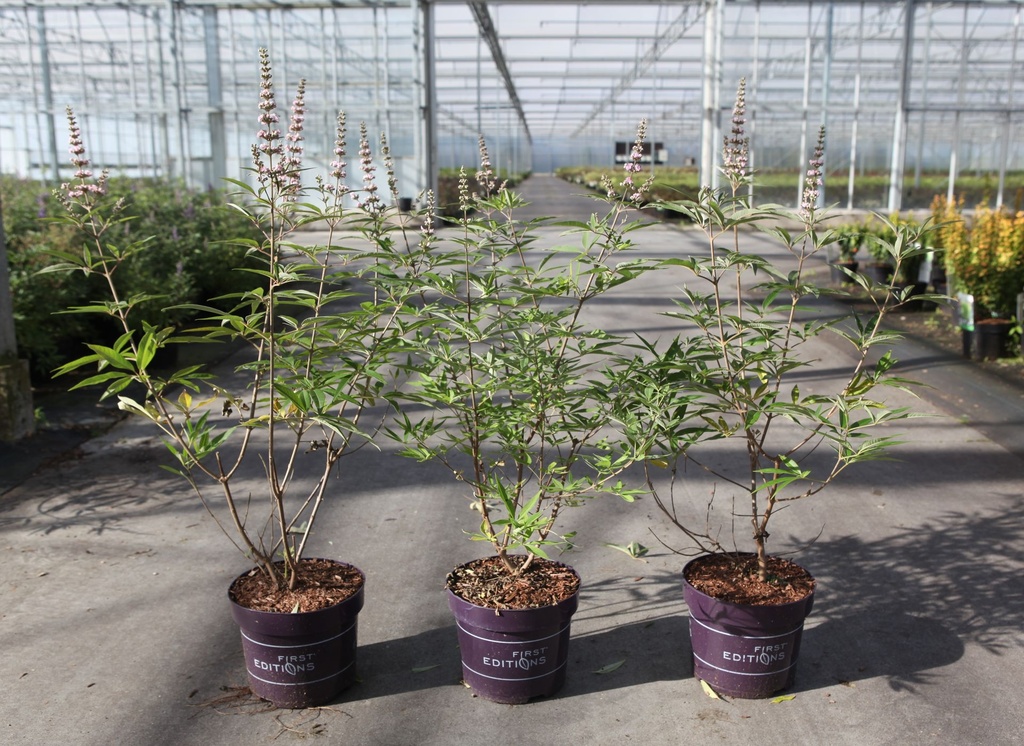 [P] Vitex agnus-castus First Editions® 'Galactic Pink®' cont. 3,6L deco 30-40 cm +p