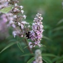 Vitex agnus-castus First Editions® 'Galactic Pink®' cont. 3,6L deco 30-40 cm +p