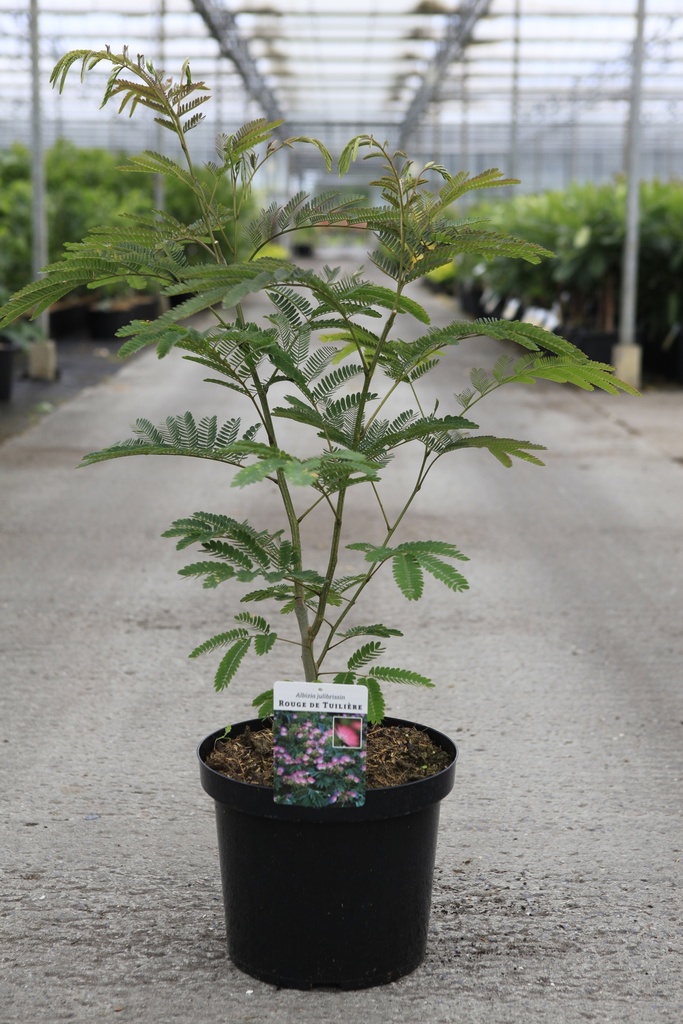[P] Albizia julibrissin 'Rouge de Tuilière' cont. 10L 60-80 cm +f