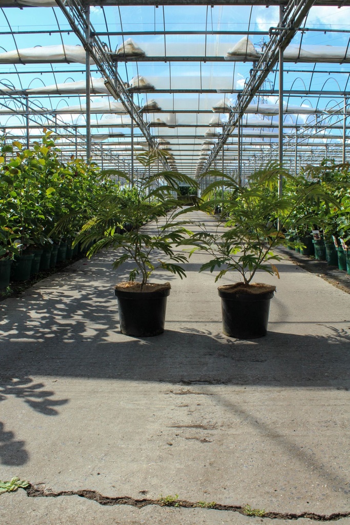 [P] Albizia julibrissin 'Rouge de Tuilière' cont. 10L 60-80 cm +p
