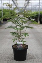 Albizia julibrissin 'Rouge de Tuilière' Kont. 10L 60-80 cm +B