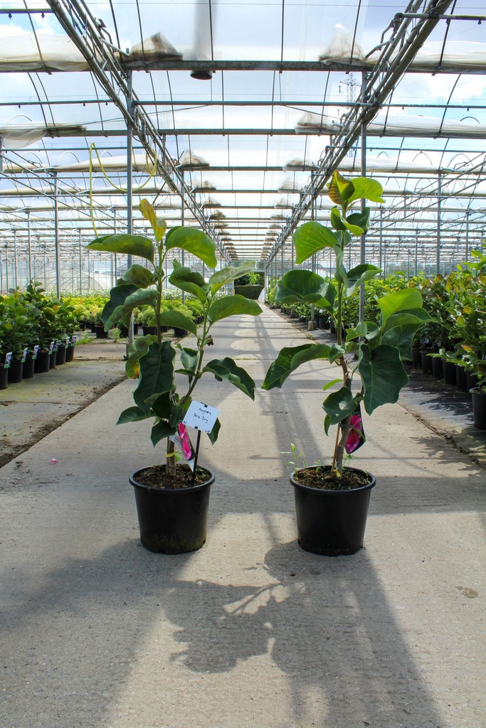 Magnolia FELIX JURY (PBR) cont. 12L 100/+ cm +f