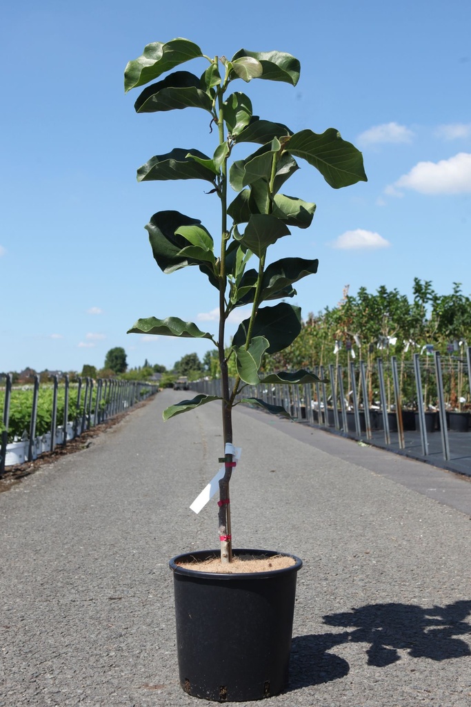 [P] Magnolia 'Antje Zandee' cont. 12L 80-100 cm
