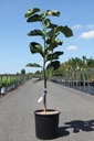 Magnolia 'Antje Zandee' cont. 12L 80-100 cm