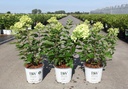Hydrangea paniculata Proven Winners® LITTLE LIME (PBR) cont. 3L Proven Winners® 30-40 cm +p