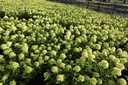 Hydrangea paniculata Proven Winners® LITTLE LIME (PBR) cont. 3L Proven Winners® 30-40 cm +p