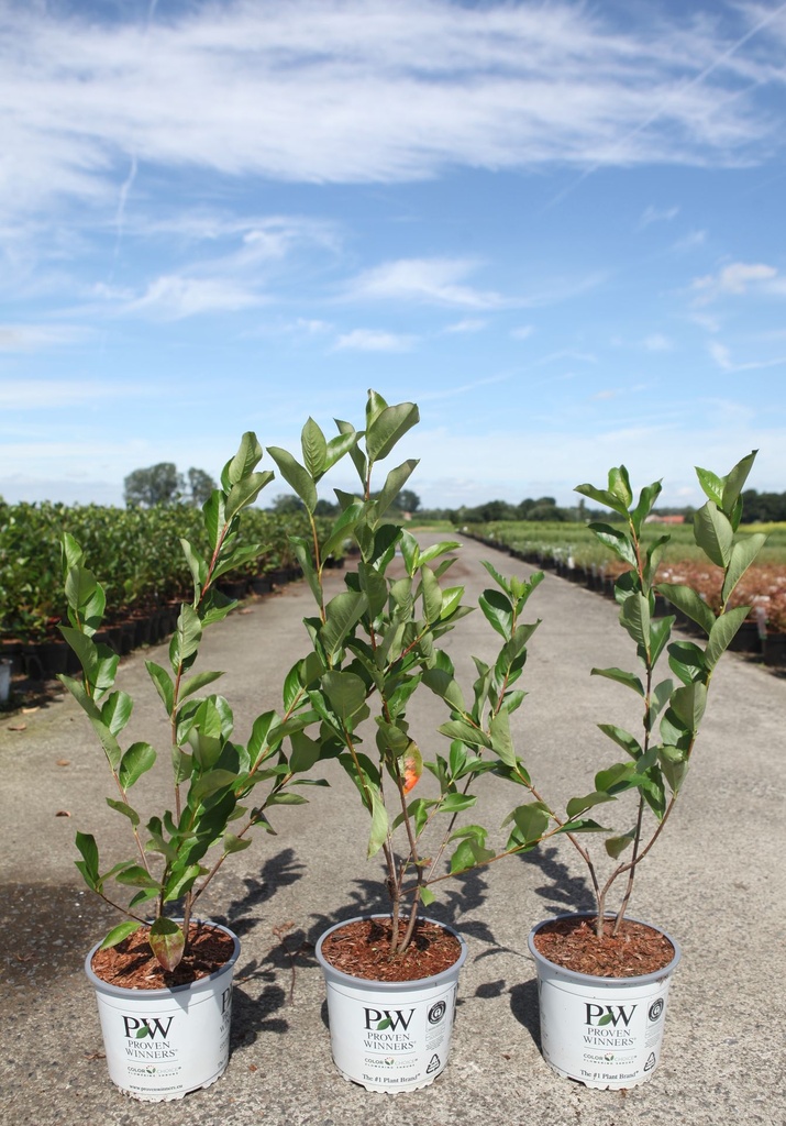 [P] Aronia melanocarpa Proven Winners® REVONTULI® HEDGER (PBR) cont. 3L Proven Winners® 40-50 cm +p
