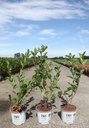 Aronia melanocarpa Proven Winners® REVONTULI® HEDGER (PBR) cont. 3L deko 40-50 cm +B