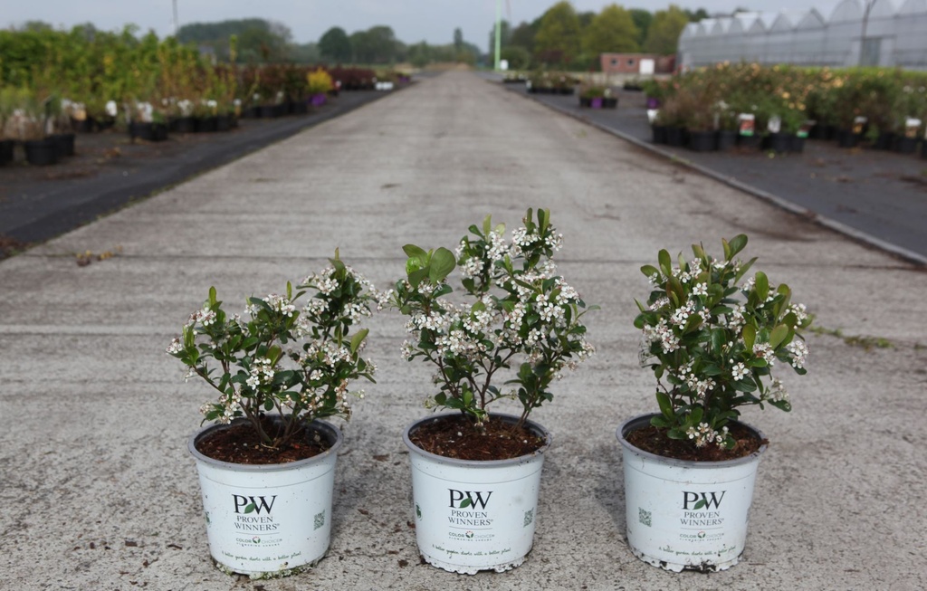 [P] Aronia melanocarpa Proven Winners® REVONTULI® MOUND (PBR) cont. 3L deko 20-25 cm +B