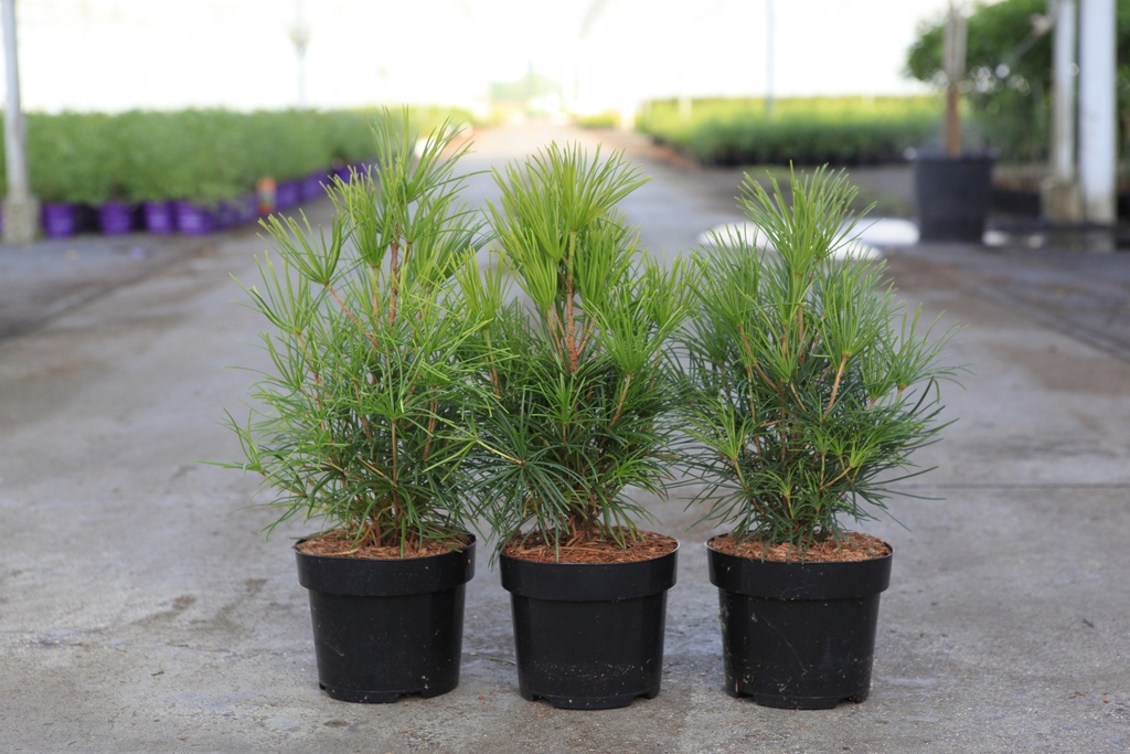 Sciadopitys verticillata cont. 3L 30-40 cm +p