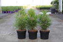 Sciadopitys verticillata cont. 3L 30-40 cm +p