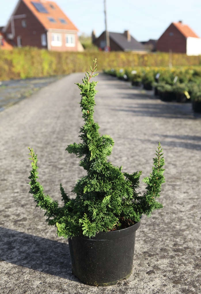 [P] Thuja occidentalis 'Malonyana Holub' cont. 5L 25-30 cm