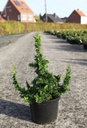 Thuja occidentalis 'Malonyana Holub' cont. 5L 25-30 cm