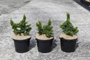 Thuja occidentalis 'Malonyana Holub' cont. 5L 25-30 cm