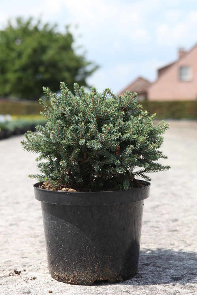 Picea glauca 'Echiniformis' cont. 5L 25-30 cm