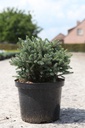 Picea glauca 'Echiniformis' cont. 5L 25-30 cm