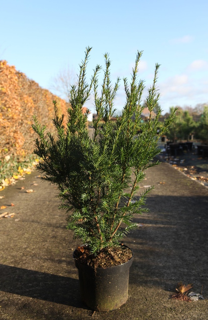 Taxus media 'Groenland' cont. 7,5L 50/+ cm