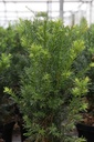 Taxus media 'Groenland' cont. 7,5L 50/+ cm