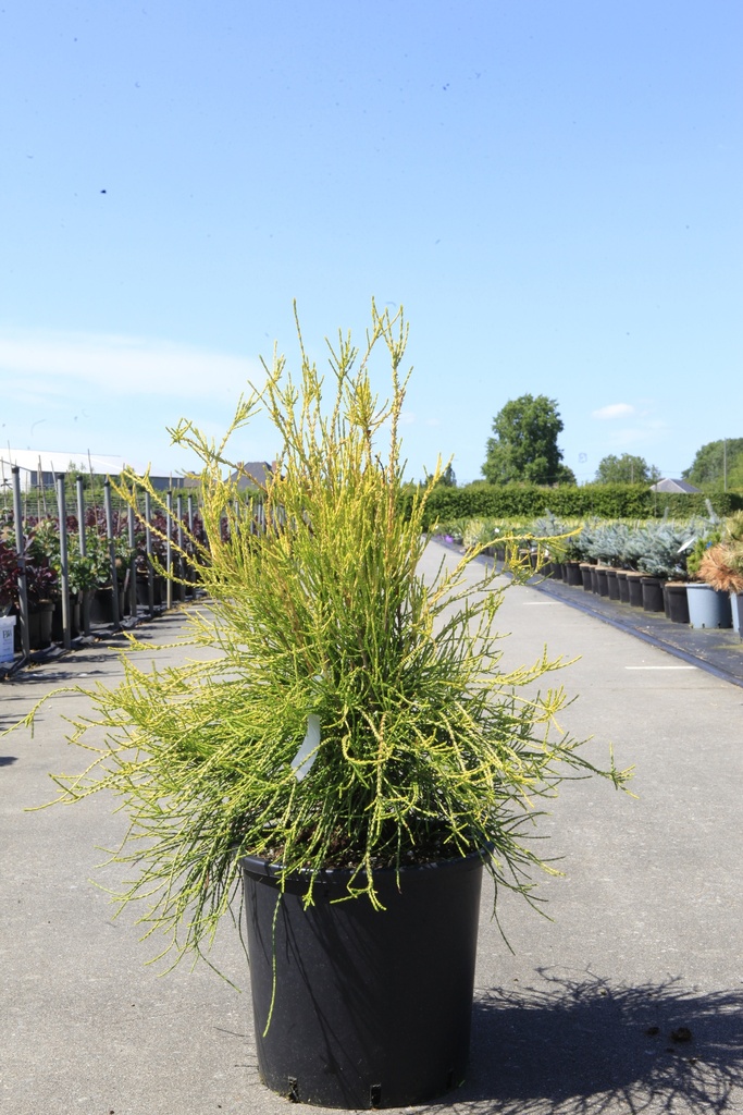 Platycladus orientalis 'Franky Boy' cont. 15L 60/+ cm
