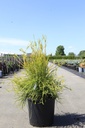 Platycladus orientalis 'Franky Boy' Kont. 15L 60/+ cm