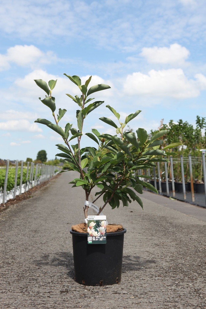 Magnolia 'Sunrise' cont. 15L 80-100 cm
