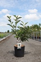 Magnolia 'Sunrise' cont. 15L 80-100 cm