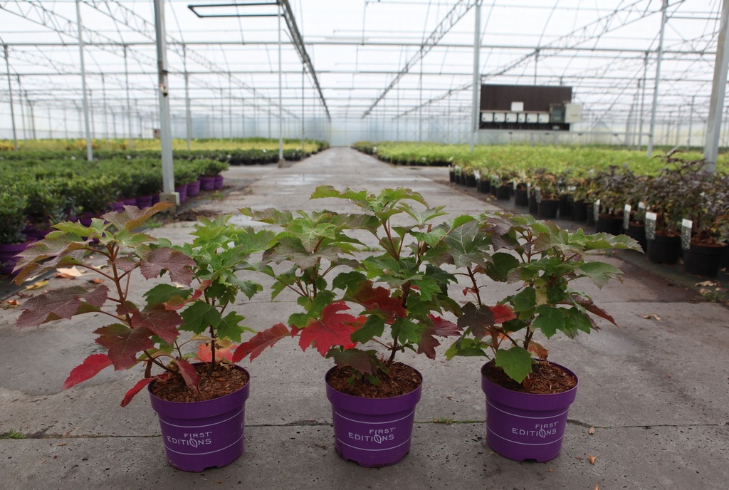 Hydrangea quercifolia First Editions® 'Jetstream®' cont. 3,6L deco 30-40 cm +ф