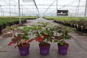 Hydrangea quercifolia First Editions® 'Jetstream®' cont. 3,6L deco 30-40 cm +B