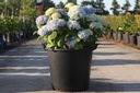 Hydrangea macrophylla Endless Summer® THE ORIGINAL cont. 35L (blue) +p
