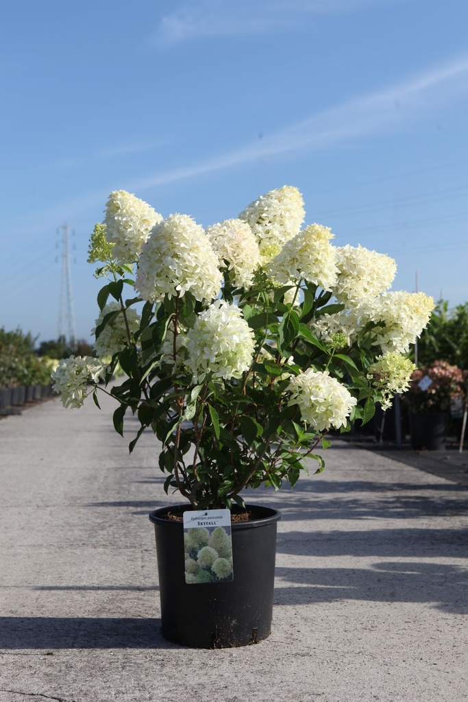 Hydrangea paniculata SKYFALL (PBR) cont. 12L 60-80 cm +ф