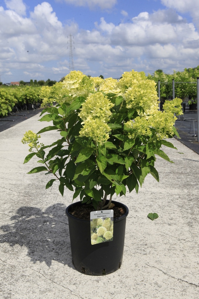 [P] Hydrangea paniculata SKYFALL (PBR) cont. 12L 60-80 cm +ф