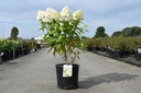 Hydrangea paniculata SKYFALL (PBR) cont. 12L 60-80 cm +p